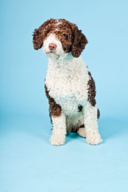 Açık mavi renkli izole beyaz kahverengi İspanyol waterdog. Perro de agua espanol.