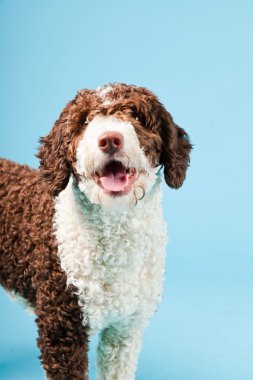 Açık mavi renkli izole beyaz kahverengi İspanyol waterdog. Perro de agua espanol.