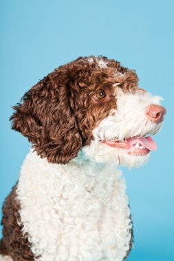 Açık mavi renkli izole beyaz kahverengi İspanyol waterdog. Perro de agua espanol.