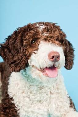 Açık mavi renkli izole beyaz kahverengi İspanyol waterdog. Perro de agua espanol.