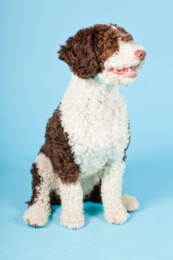 Açık mavi renkli izole beyaz kahverengi İspanyol waterdog. Perro de agua espanol.