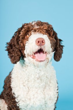 Açık mavi renkli izole beyaz kahverengi İspanyol waterdog. Perro de agua espanol.