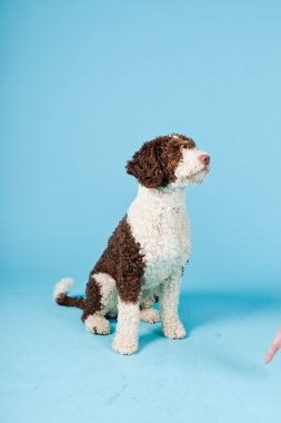 Açık mavi renkli izole beyaz kahverengi İspanyol waterdog. Perro de agua espanol.