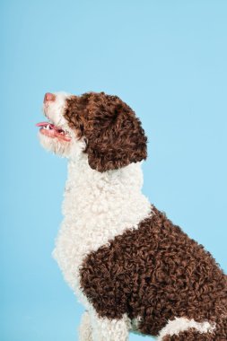 Açık mavi renkli izole beyaz kahverengi İspanyol waterdog. Perro de agua espanol.