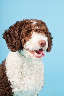 Açık mavi renkli izole beyaz kahverengi İspanyol waterdog. Perro de agua espanol.