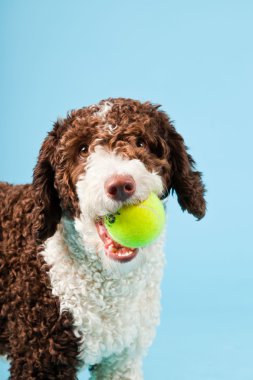 Açık mavi renkli izole beyaz kahverengi İspanyol waterdog. Perro de agua espanol.