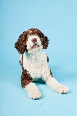 Açık mavi renkli izole beyaz kahverengi İspanyol waterdog. Perro de agua espanol.