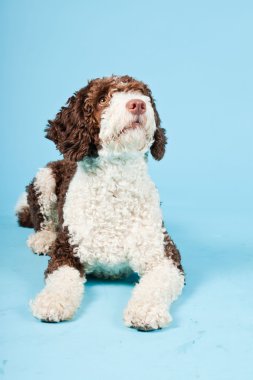 Açık mavi renkli izole beyaz kahverengi İspanyol waterdog. Perro de agua espanol.