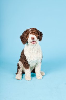 Açık mavi renkli izole beyaz kahverengi İspanyol waterdog. Perro de agua espanol.