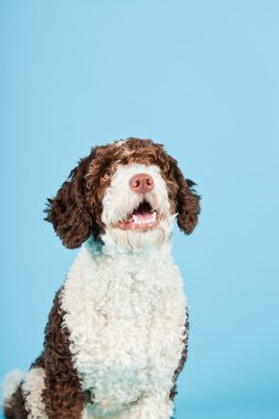 Açık mavi renkli izole beyaz kahverengi İspanyol waterdog. Perro de agua espanol.