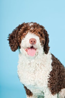 Açık mavi renkli izole beyaz kahverengi İspanyol waterdog. Perro de agua espanol.