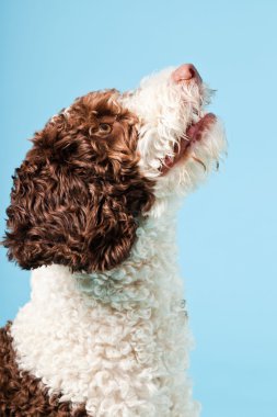 Açık mavi renkli izole beyaz kahverengi İspanyol waterdog. Perro de agua espanol.