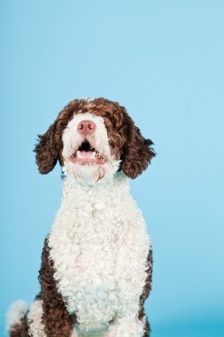 Açık mavi renkli izole beyaz kahverengi İspanyol waterdog. Perro de agua espanol.