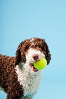 Açık mavi renkli izole beyaz kahverengi İspanyol waterdog. Perro de agua espanol.