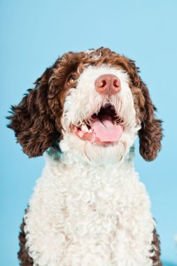 Açık mavi renkli izole beyaz kahverengi İspanyol waterdog. Perro de agua espanol.