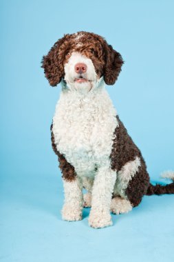 Açık mavi renkli izole beyaz kahverengi İspanyol waterdog. Perro de agua espanol.