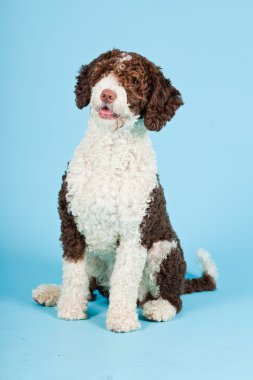 Açık mavi renkli izole beyaz kahverengi İspanyol waterdog. Perro de agua espanol.