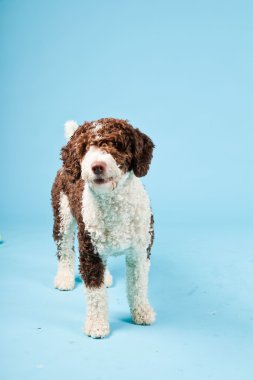 Açık mavi renkli izole beyaz kahverengi İspanyol waterdog. Perro de agua espanol.