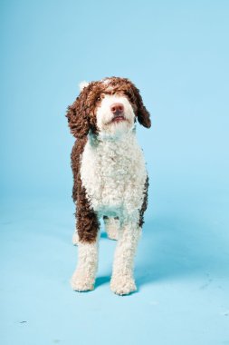 Açık mavi renkli izole beyaz kahverengi İspanyol waterdog. Perro de agua espanol.