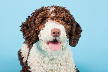 Açık mavi renkli izole beyaz kahverengi İspanyol waterdog. Perro de agua espanol.