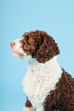 Açık mavi renkli izole beyaz kahverengi İspanyol waterdog. Perro de agua espanol.