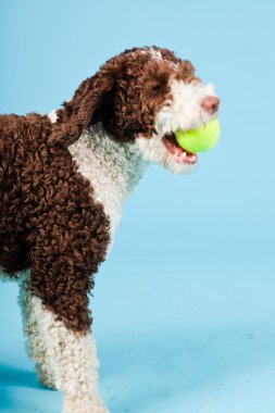 Açık mavi renkli izole beyaz kahverengi İspanyol waterdog. Perro de agua espanol.