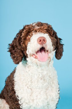 Açık mavi renkli izole beyaz kahverengi İspanyol waterdog. Perro de agua espanol.