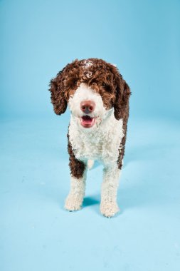 Açık mavi renkli izole beyaz kahverengi İspanyol waterdog. Perro de agua espanol.