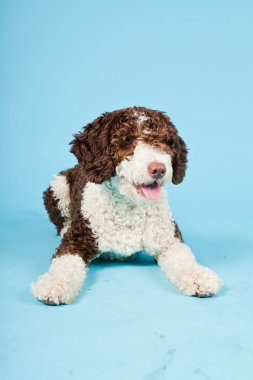 Açık mavi renkli izole beyaz kahverengi İspanyol waterdog. Perro de agua espanol.