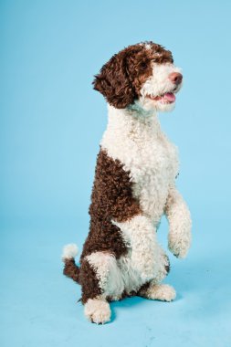 Açık mavi renkli izole beyaz kahverengi İspanyol waterdog. Perro de agua espanol.