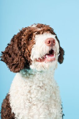 Açık mavi renkli izole beyaz kahverengi İspanyol waterdog. Perro de agua espanol.