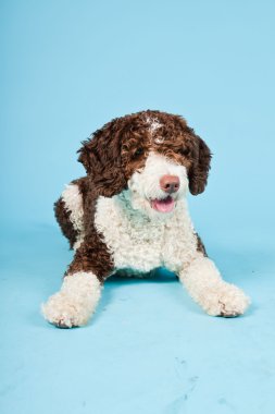 Açık mavi renkli izole beyaz kahverengi İspanyol waterdog. Perro de agua espanol.