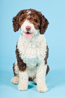 Açık mavi renkli izole beyaz kahverengi İspanyol waterdog. Perro de agua espanol.