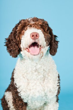 Açık mavi renkli izole beyaz kahverengi İspanyol waterdog. Perro de agua espanol.