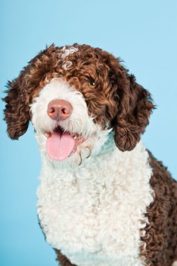 Açık mavi renkli izole beyaz kahverengi İspanyol waterdog. Perro de agua espanol.