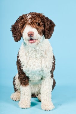 Açık mavi renkli izole beyaz kahverengi İspanyol waterdog. Perro de agua espanol.