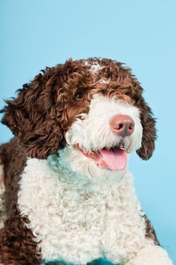 Açık mavi renkli izole beyaz kahverengi İspanyol waterdog. Perro de agua espanol.