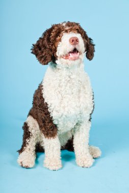 Açık mavi renkli izole beyaz kahverengi İspanyol waterdog. Perro de agua espanol.