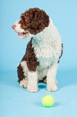 Açık mavi renkli izole beyaz kahverengi İspanyol waterdog. Perro de agua espanol.