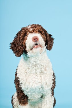 Açık mavi renkli izole beyaz kahverengi İspanyol waterdog. Perro de agua espanol.