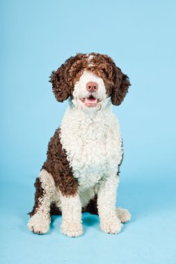 Açık mavi renkli izole beyaz kahverengi İspanyol waterdog. Perro de agua espanol.