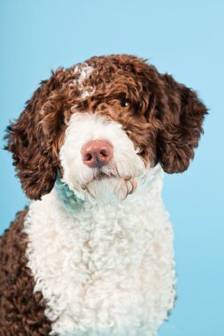 Açık mavi renkli izole beyaz kahverengi İspanyol waterdog. Perro de agua espanol.