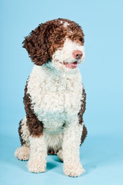 Açık mavi renkli izole beyaz kahverengi İspanyol waterdog. Perro de agua espanol.