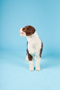 Açık mavi renkli izole beyaz kahverengi İspanyol waterdog. Perro de agua espanol.