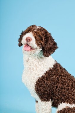 Açık mavi renkli izole beyaz kahverengi İspanyol waterdog. Perro de agua espanol.