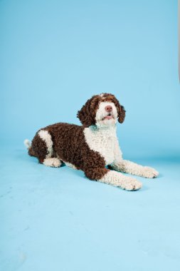 Açık mavi renkli izole beyaz kahverengi İspanyol waterdog. Perro de agua espanol.