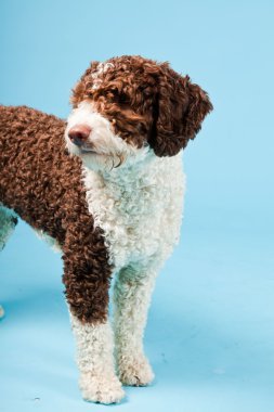 Açık mavi renkli izole beyaz kahverengi İspanyol waterdog. Perro de agua espanol.