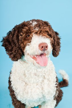 Açık mavi renkli izole beyaz kahverengi İspanyol waterdog. Perro de agua espanol.