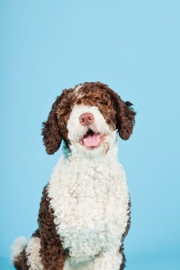 Açık mavi renkli izole beyaz kahverengi İspanyol waterdog. Perro de agua espanol.