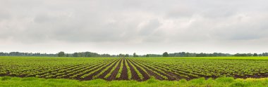 Panorama landscape of agrarian plantation field with cloudy sky. clipart